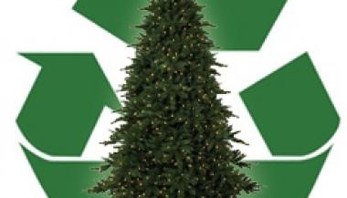 Zber a odvoz vianočných stromčekov! 1